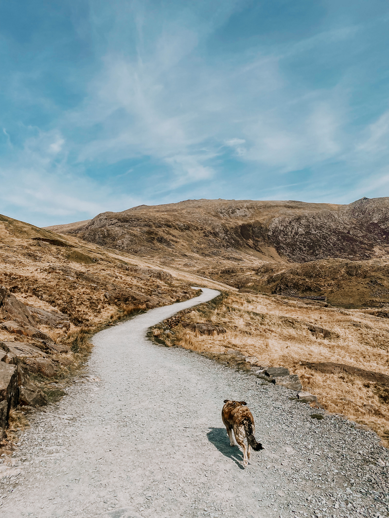 How to climb snowdon with a dog